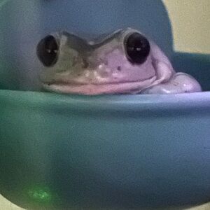 Meet your Posher, Crunchy